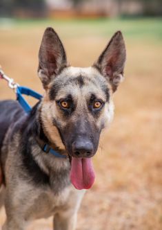 Jack, a black and tan german shepherd