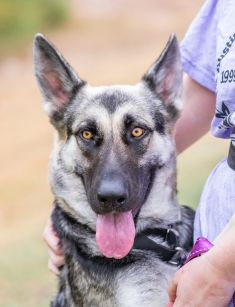 Jill, a black and tan german shepherd