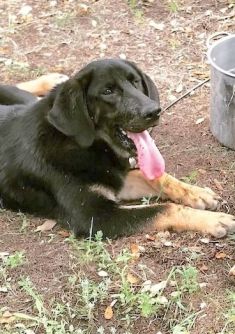 Joy a black and tan hound and german shepherd mix