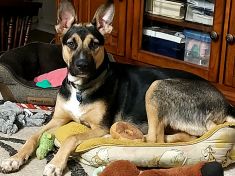 Black and Tan German Shepherd mix laying on dog bed