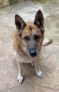 Kaiser | Austin German Shepherd Dog Rescue