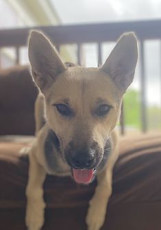 Kazuky, a black and tan german shepherd mix