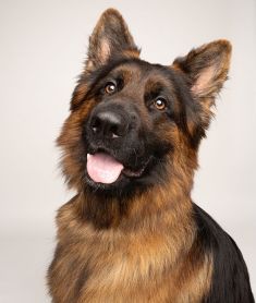 Kilo, a black and tan german shepherd
