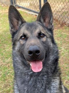 Kimo, a black and tan german shepherd