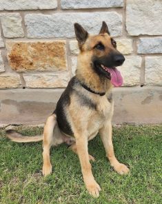 Leia, a black and tan german shepherd