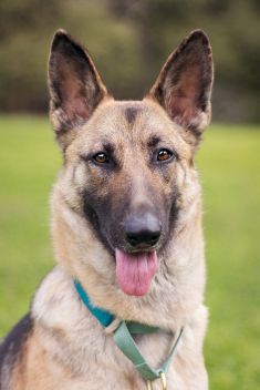 Liebchen, a black and tan german shepherd