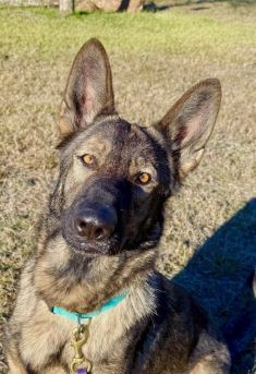 Lobo, a sable german shepherd