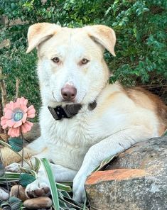 White and Tan German Shephard Siberian Husky Mix laying outdoors