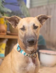 Lucy, a blond shepherd mix