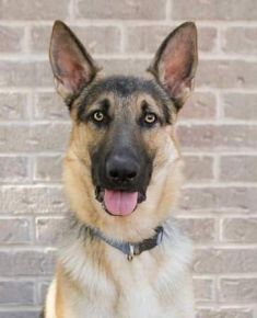 Maverick | Austin German Shepherd Dog Rescue