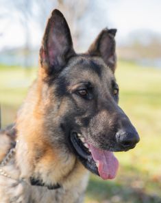 Max, a black and tan german shepherd