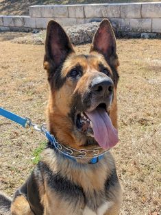 Mackey, a black and tan german shepherd