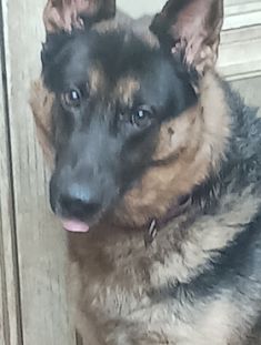 Michael, a black and tan german shepherd