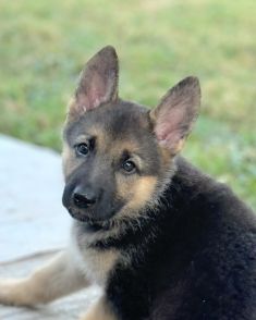 Mija, a black and tan german shepherd puppy