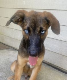 Moki, a black and brown german shepherd & belgian malinois mix