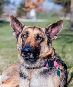 Nala, a black and tan german shepherd