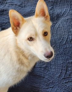 Nova, a tawny german shepherd