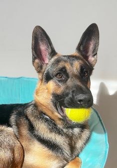 Obi-Wan, a black and tan german shepherd