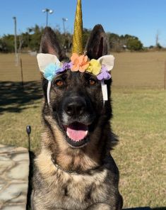 Sable German Shepherd sitting with unicorn headband on