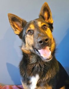 Oswald, a black, tan and white german shepherd