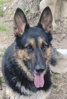 Quincy, a black and tan german shepherd