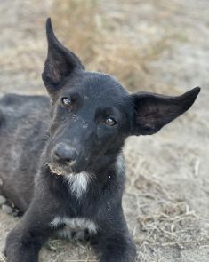 Rally, a black shepherd pup with white markings