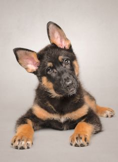 Ranger, an adorable black and tan german shepherd puppy