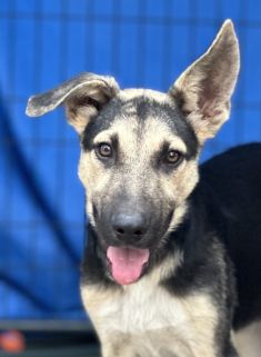 Rascal, a black and tan german shepherd puppy with one floppy ear