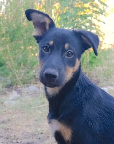 Rex, a black and tan german shepherd mix