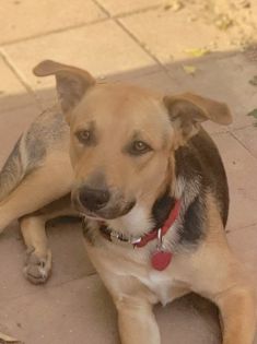 Ricky, a golden brown and black shepherd mix