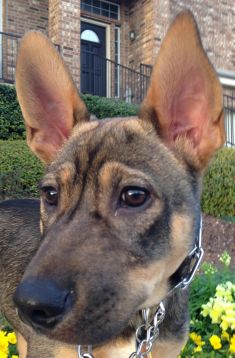 Riggs, a black and tan german shepherd puppy