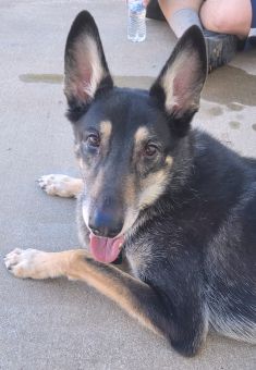 Roark, a black and tan german shepherd mix