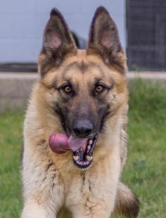 Rocky, a black and tan german shepherd