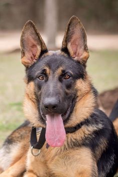 Ronny, a black and tan german shepherd