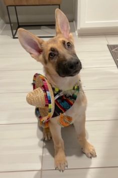 Ryder, a black and tan german shepherd puppy