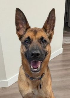 Ryder, a black and tan german shepherd