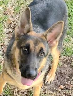 Sadie, a black and tan german shepherd