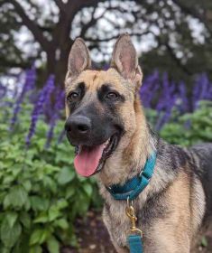 Sandy, a black and tan german shepherd