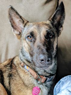 Shakira, a black and tan German Shepherd/Malinois mix