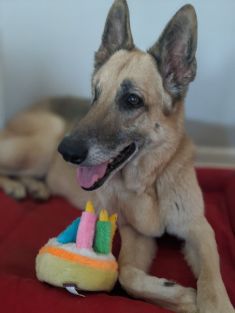 Sheba, a black and tan shepherd 