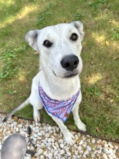 Shelby, a white and gray shepherd mix