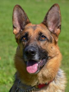 Shelby, a black and tan german shepherd