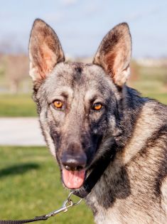 Shep, a.black and tan german shepherd