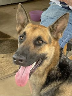 Shep, a black and tan german shepherd