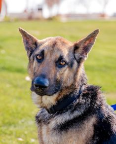 Simba, a black and tan german shepherd