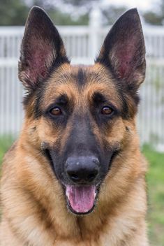 Thor, a black and tan german shepherd