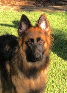 Smokey, a black and red german shepherd