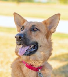 Sonja, a black and tan german shepherd