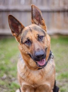 Sophia, a black and tan german shepherd tilting her head