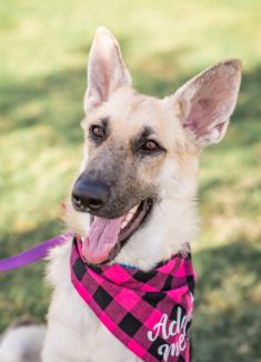 Suzi, a black and sliver german shepherd